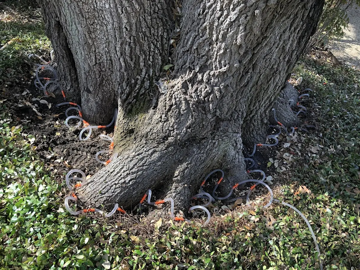 Detailed Tree Cabling and Bracing job site in Everly