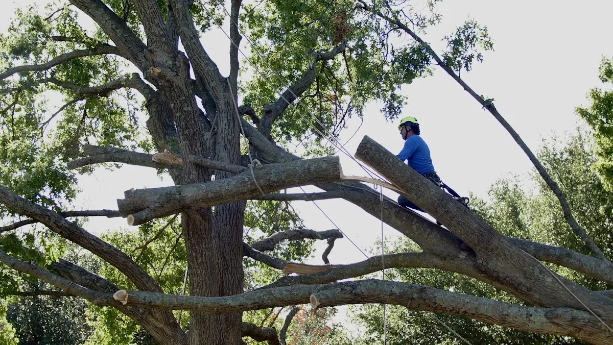 Professional Crown Thinning performed by certified arborists in Everly