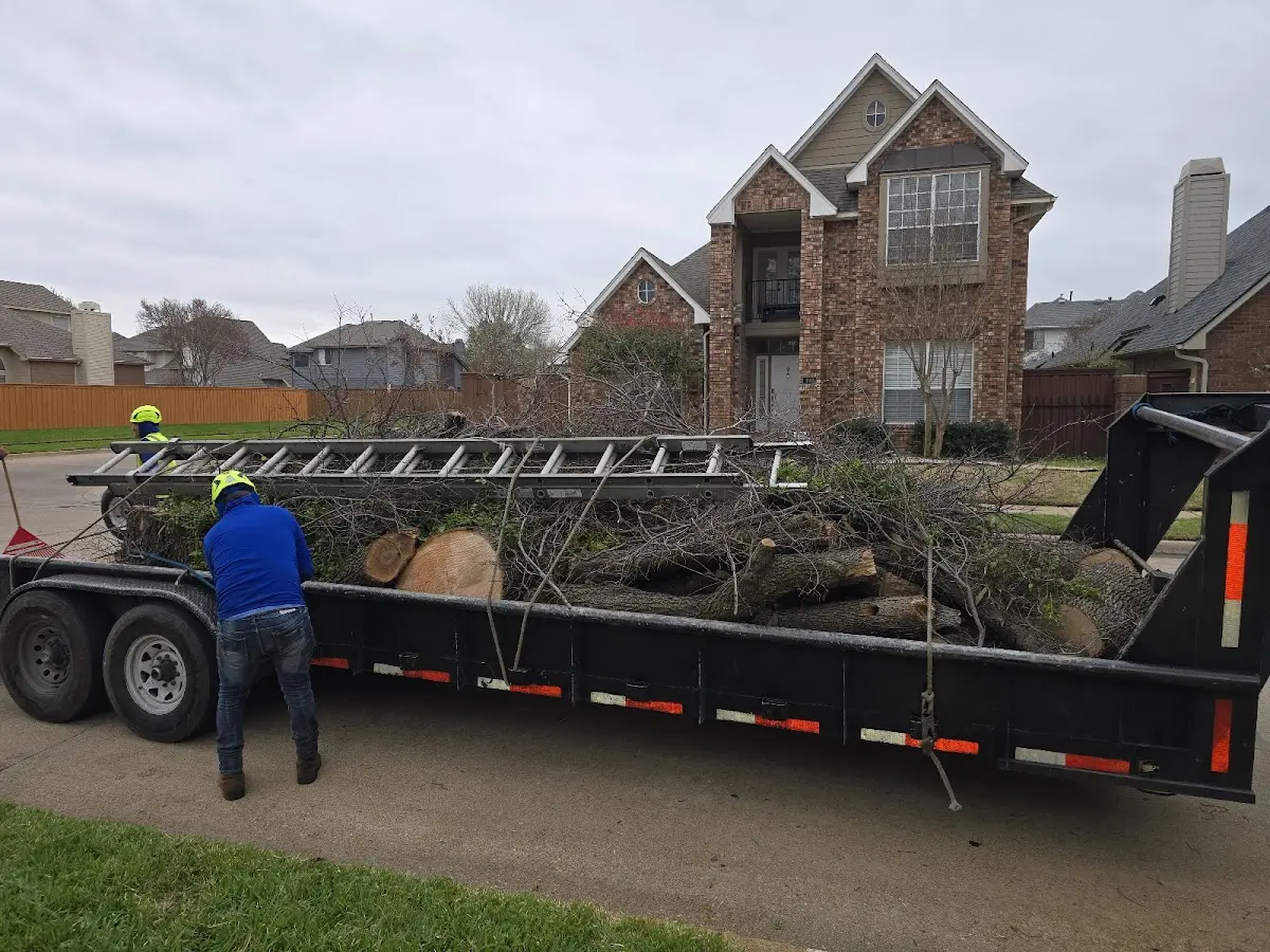 Expert Tree Removal with proper safety equipment in Everly